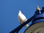 FZ009904 Bird on Porthcawl lamppost.jpg